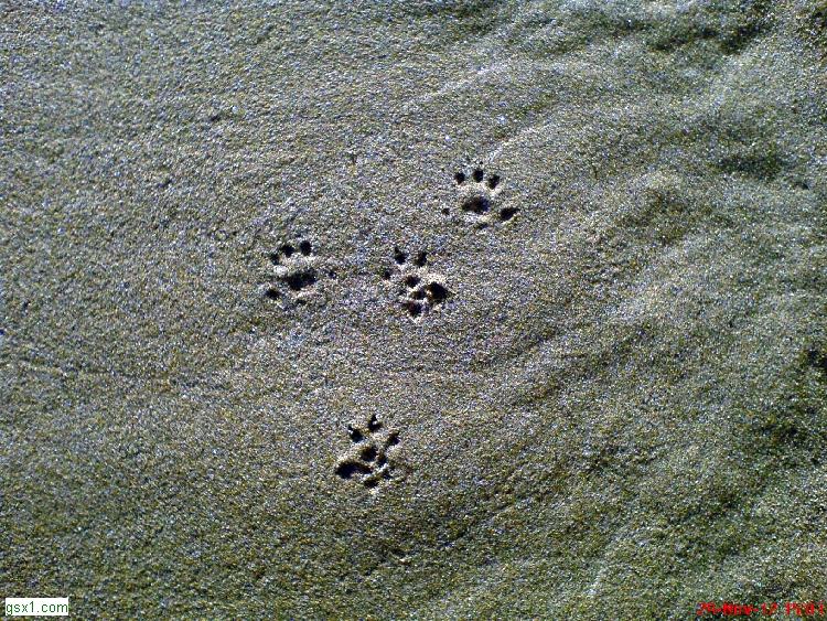 Impronte-Non-Identificate-in-Spiaggia-di-Eraclea.jpg