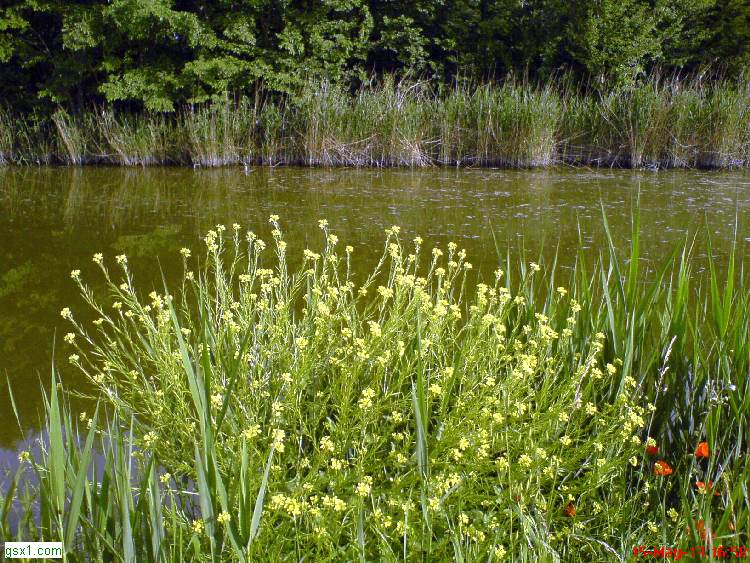 Fiori-Selvatici-e-Revedoli.jpg