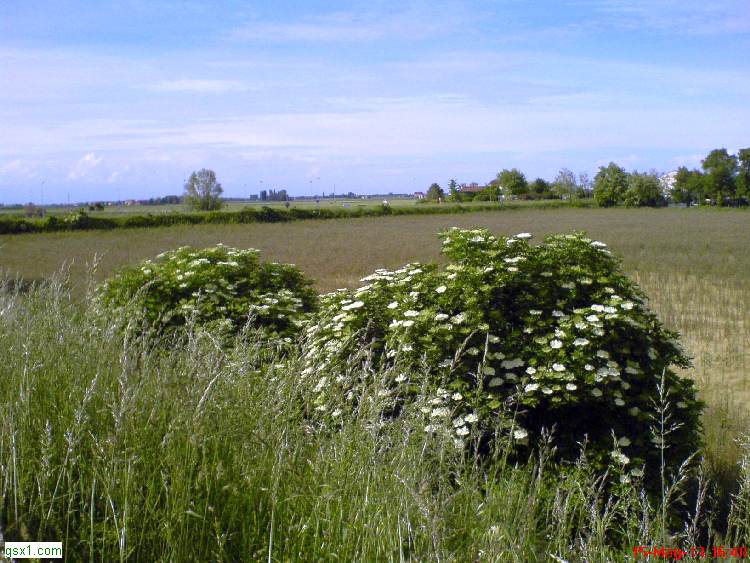 Fioritura-Maggio.jpg