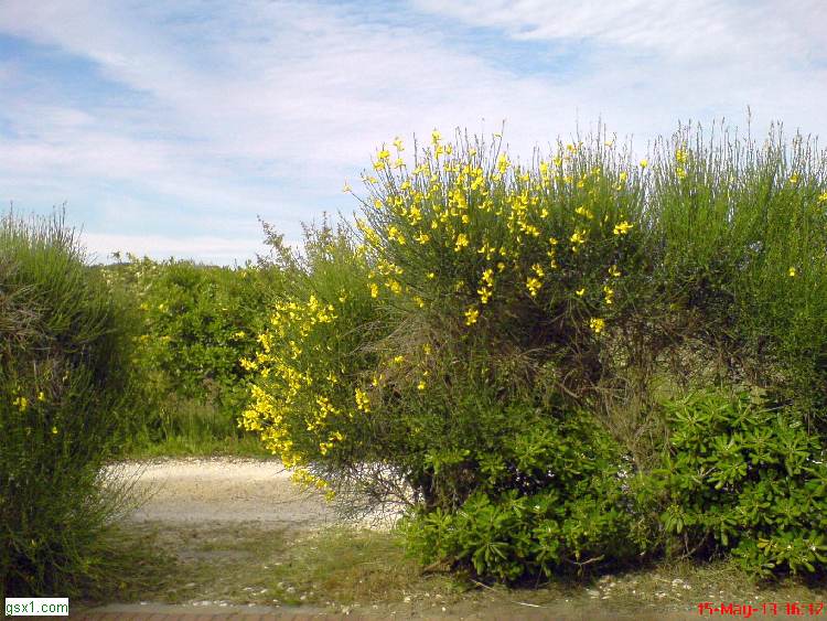 Giallo.jpg