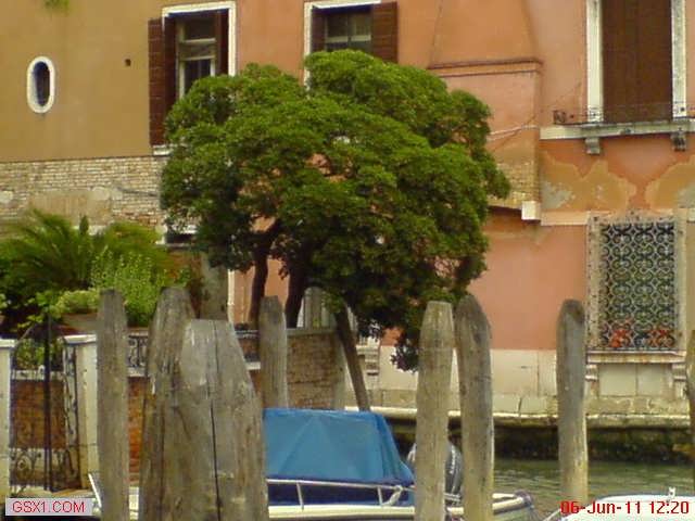 VeniceTree.jpg